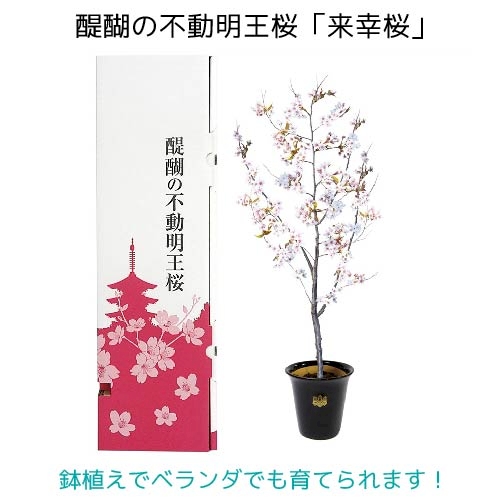 醍醐の不動明王桜 来幸桜 E12 Hahaha ははは 箱買い専門の販促 粗品マーケット